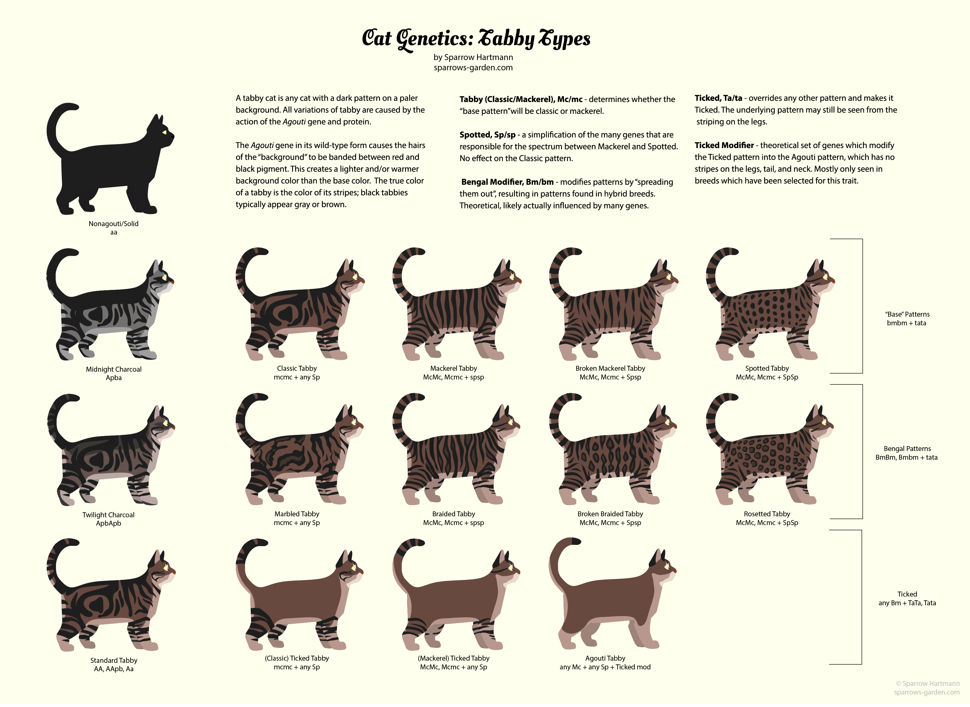 Окрас кошек с фотографиями и названиями беспородных